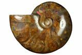 Flashy Red Iridescent Ammonite #155191-1